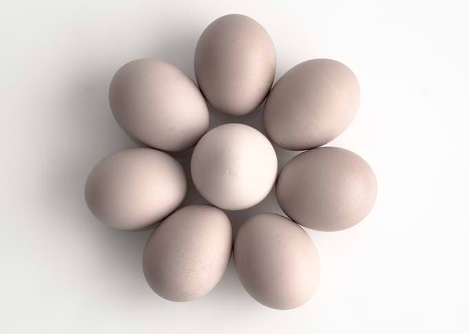 eggs
