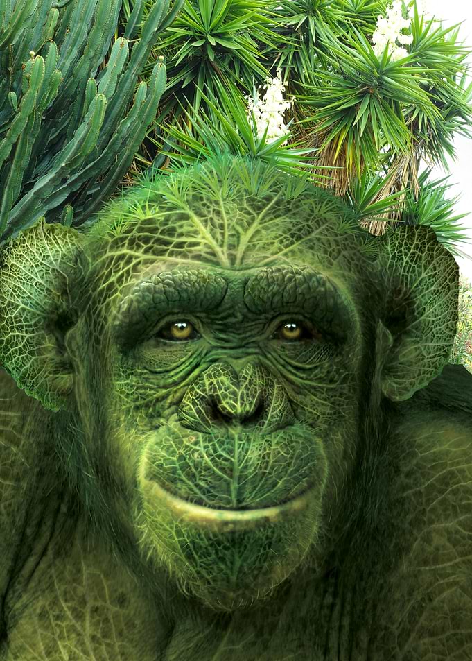 monkey