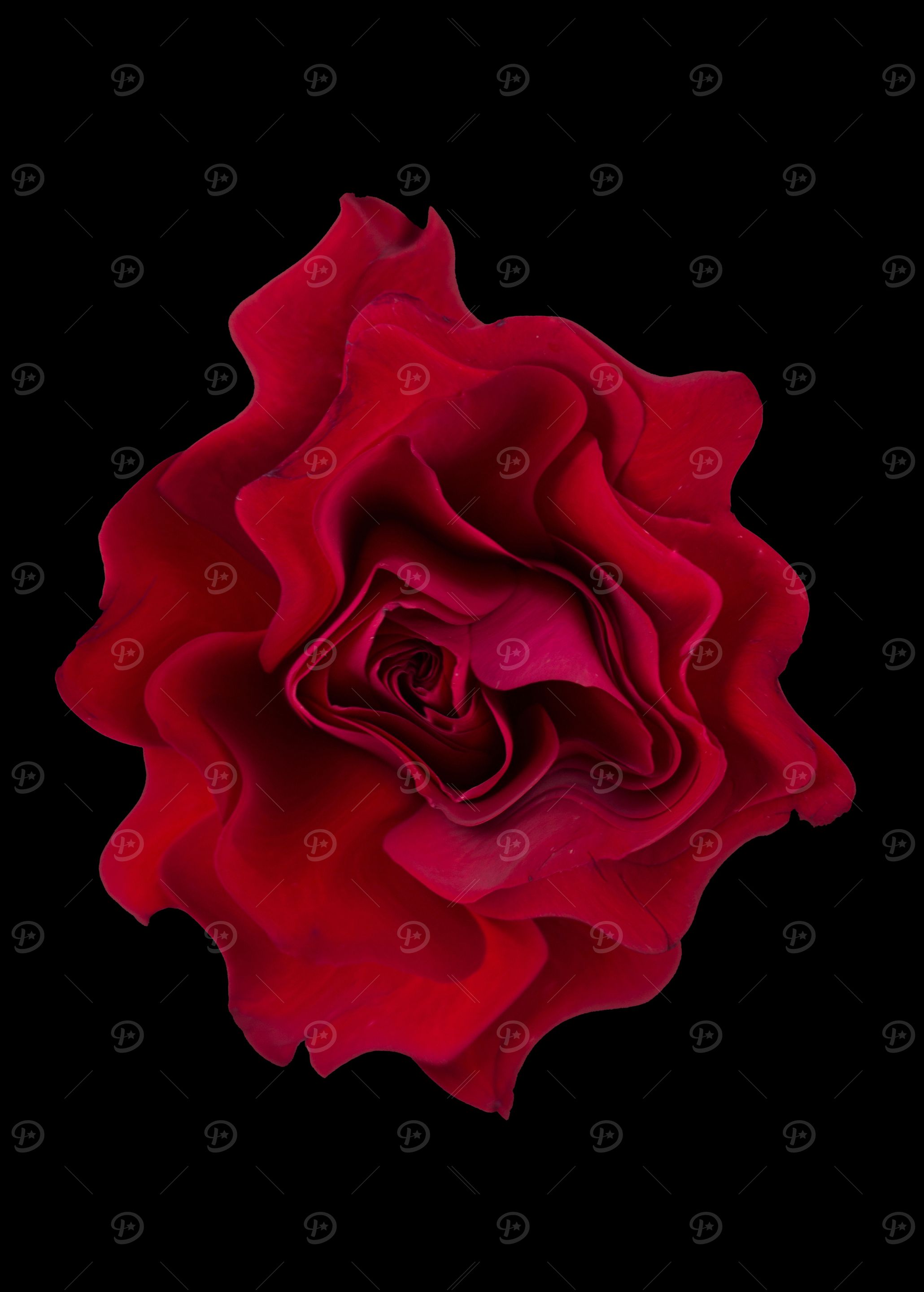 Red rose