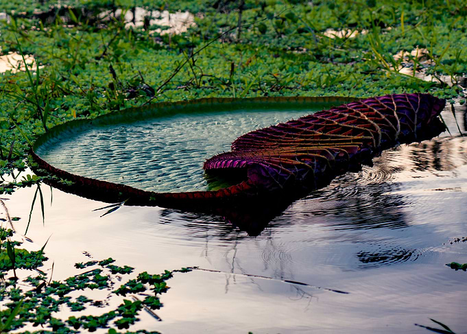 Huge Amazonian Lotus at sunset, Peru