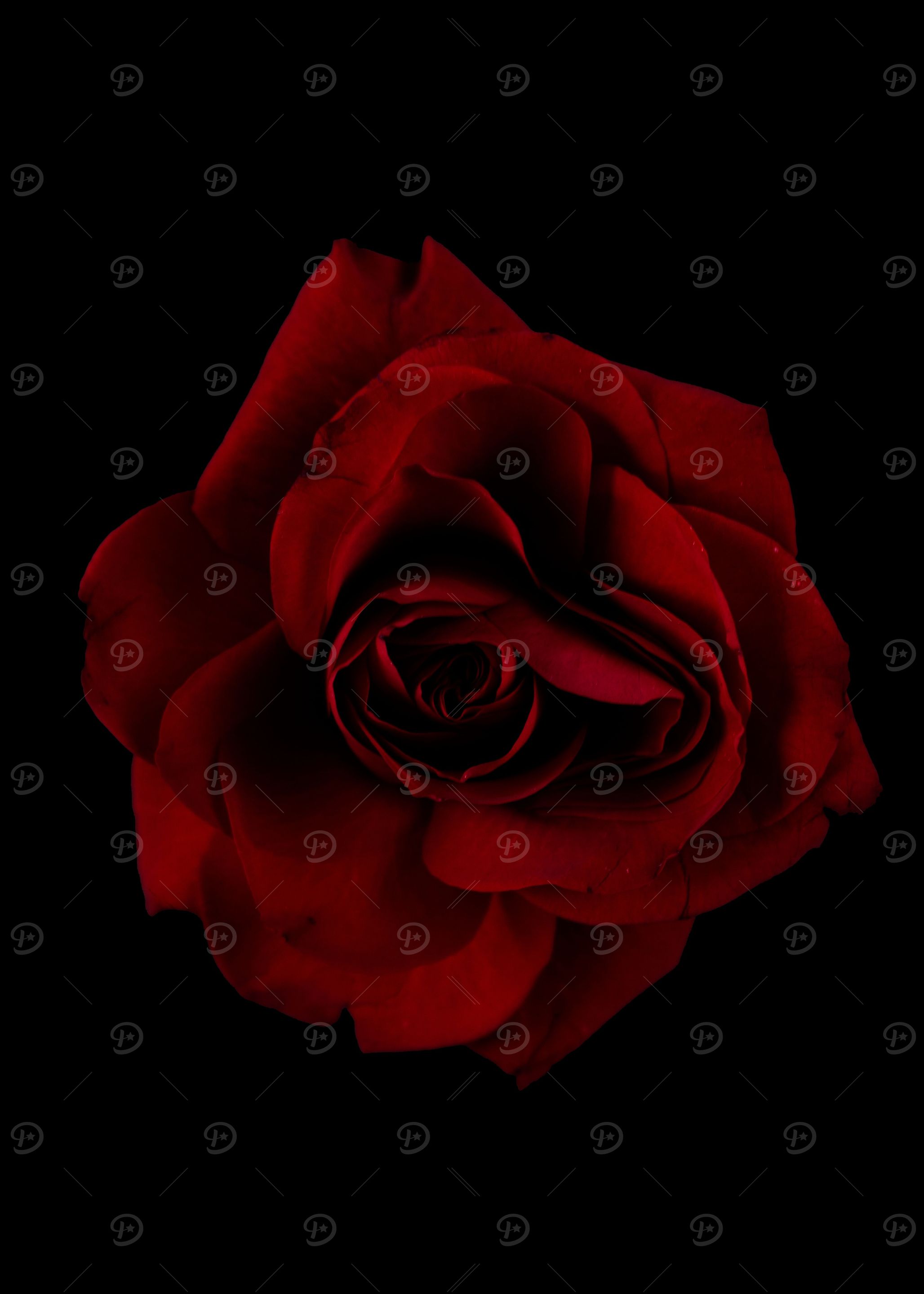 Red rose