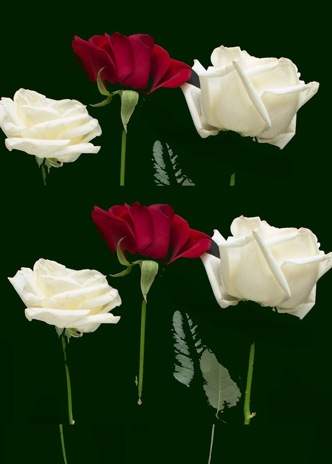 Roses
