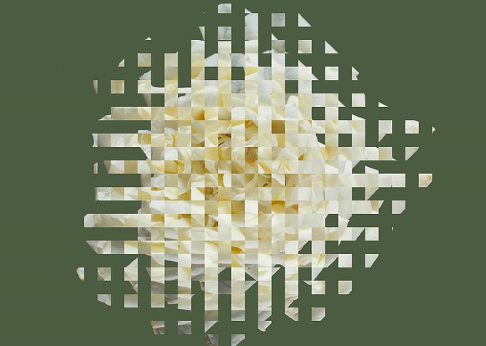 White rose