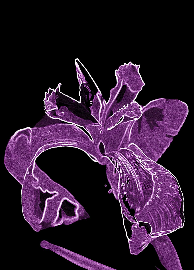 Iris