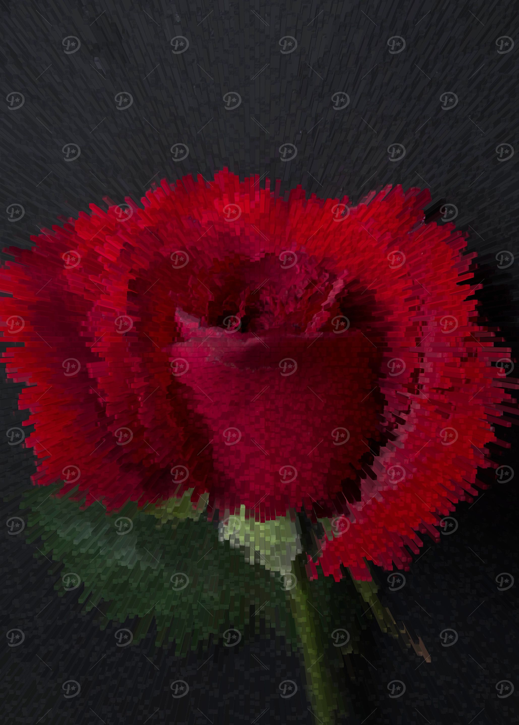 Red rose