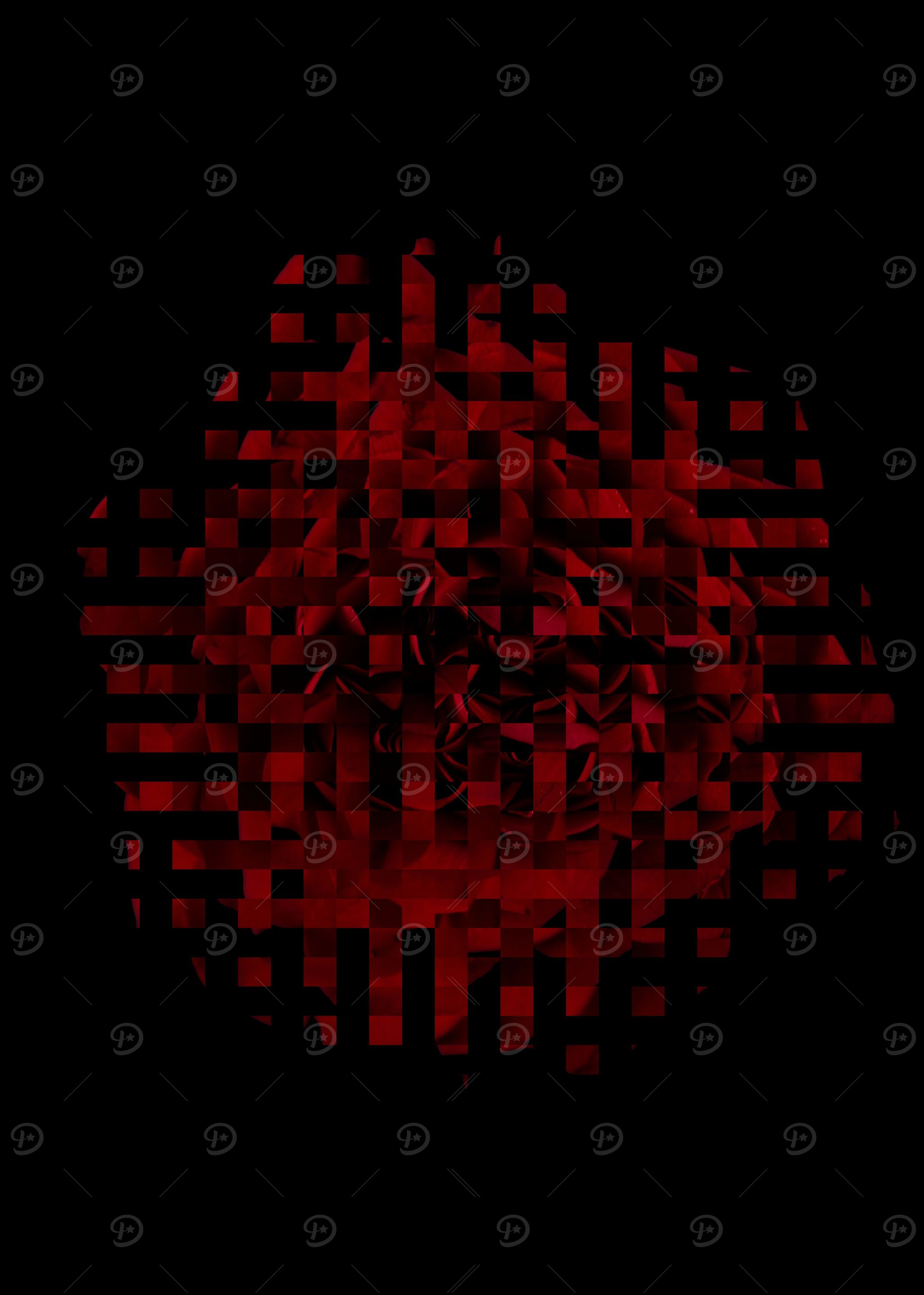 Red rose