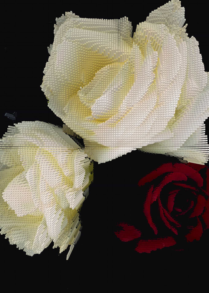 Roses on black