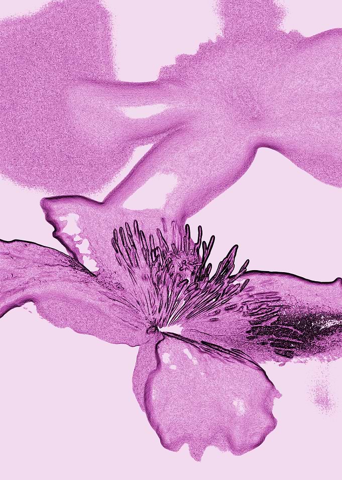 Clematis