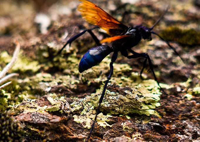 Blue wasp with golden wings in Sacred Valley, Peru