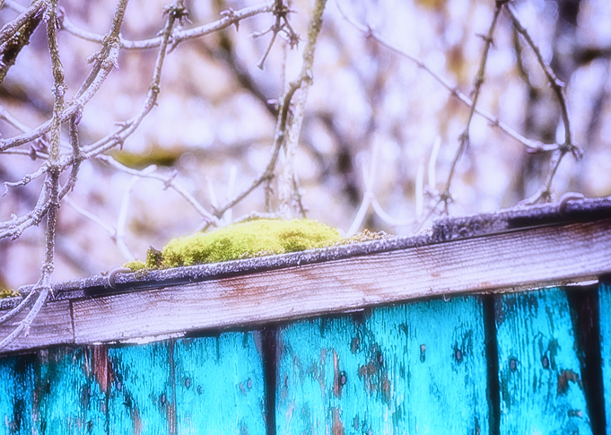 A Little Moss