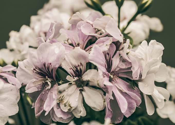 beautiful flowers
