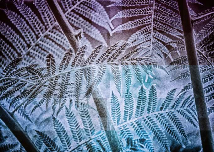 Fern Forest