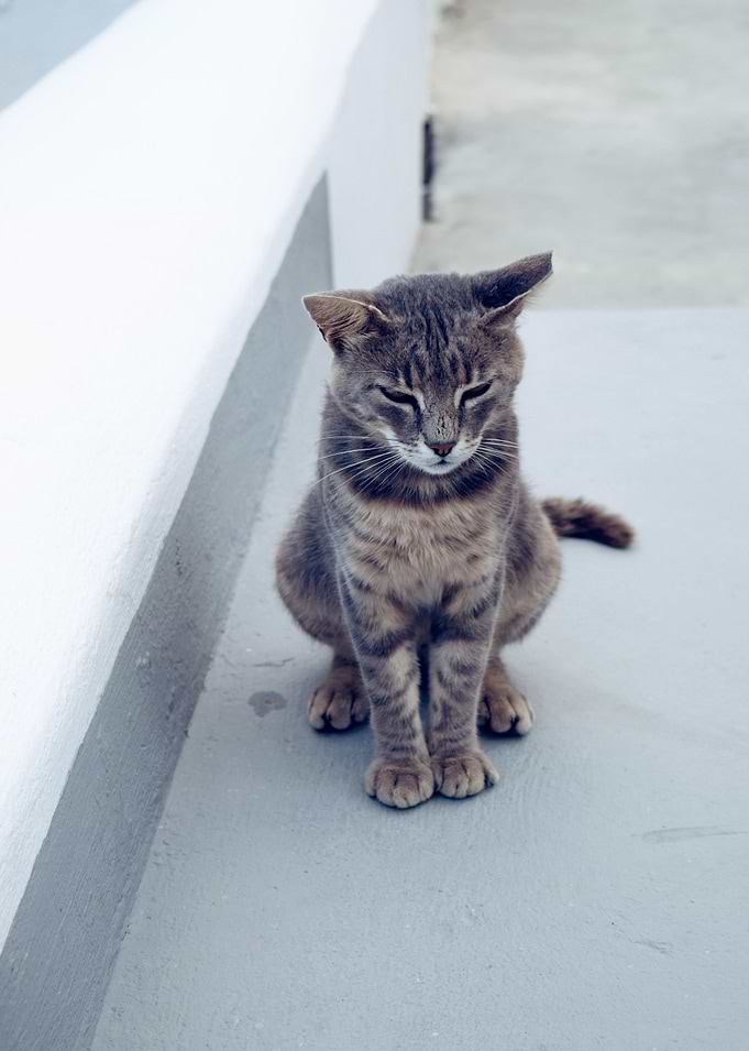 cat