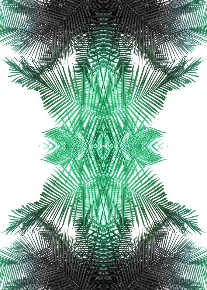 fern 1