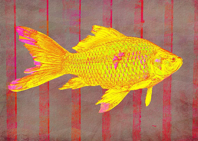 Gold Fish on Striped Background