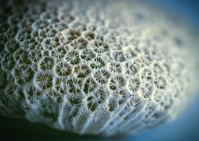 coral