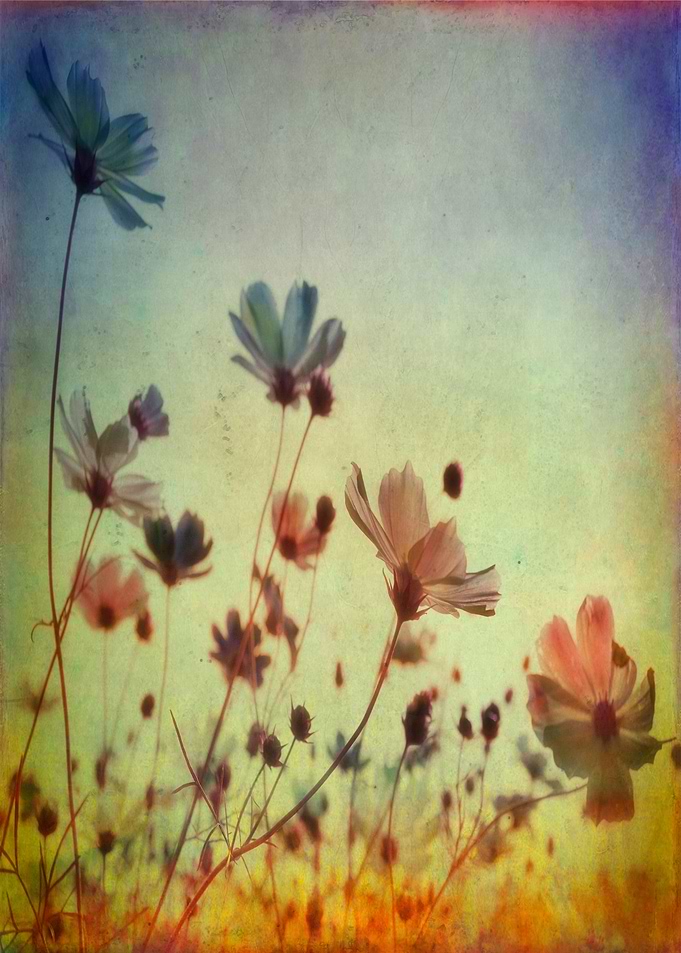 Spring Dreams
