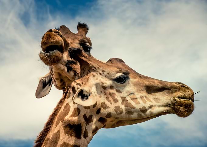 Giraffes