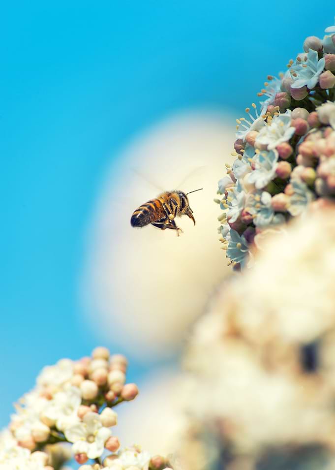 Bee flying on the white flowers