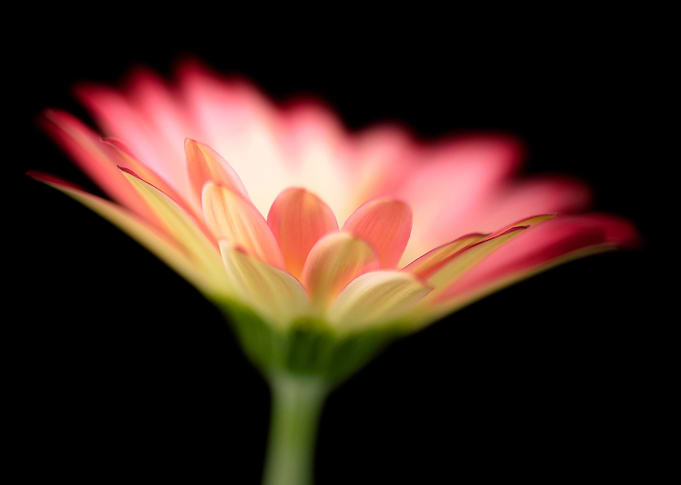 Flamin Gerbera