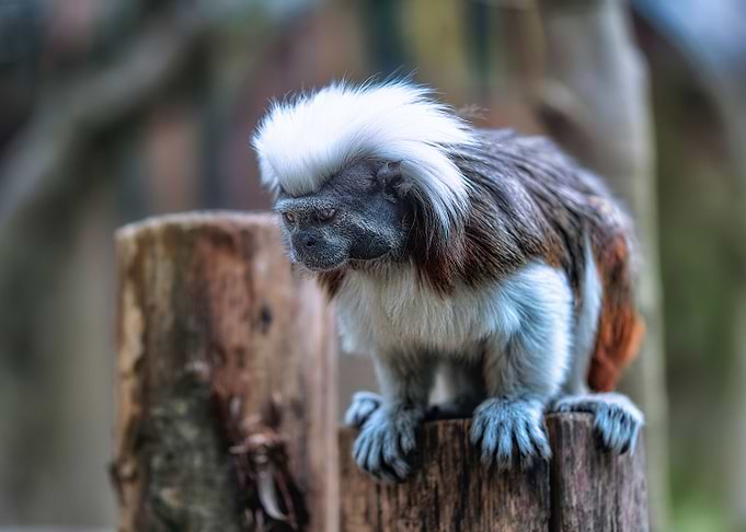 Tamarin