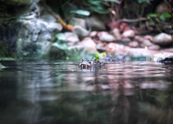 Caiman