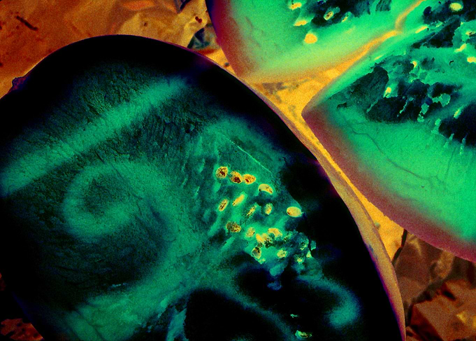 Electric Fruit