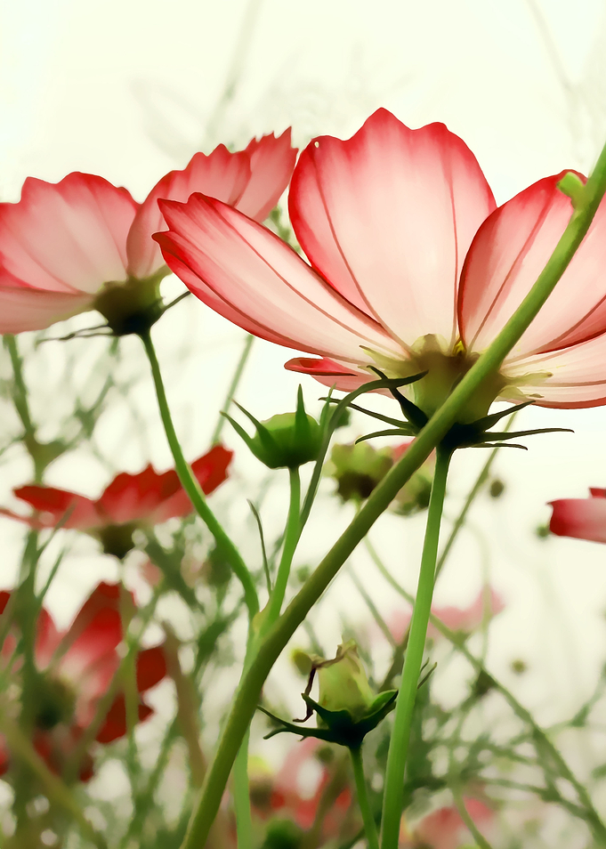 TENDER RED BLOSSOMS v3