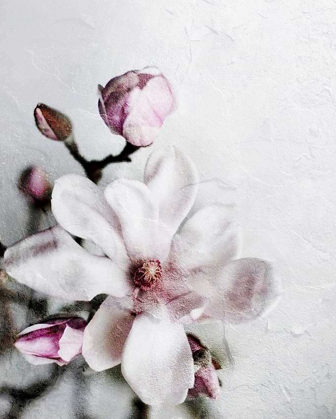 Magnolia