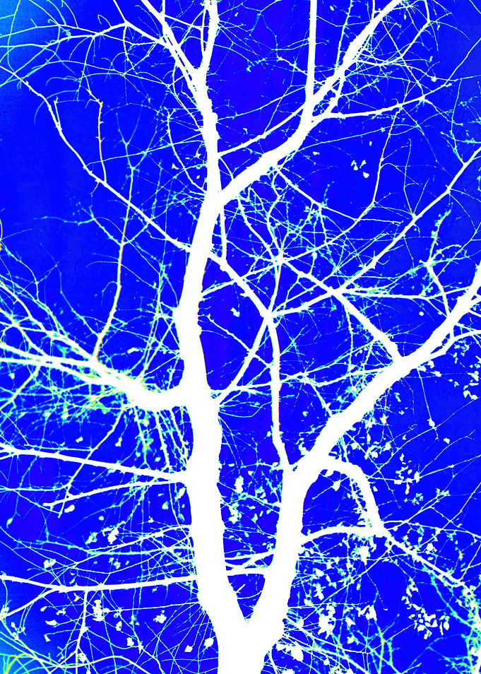 Central Tree Blue