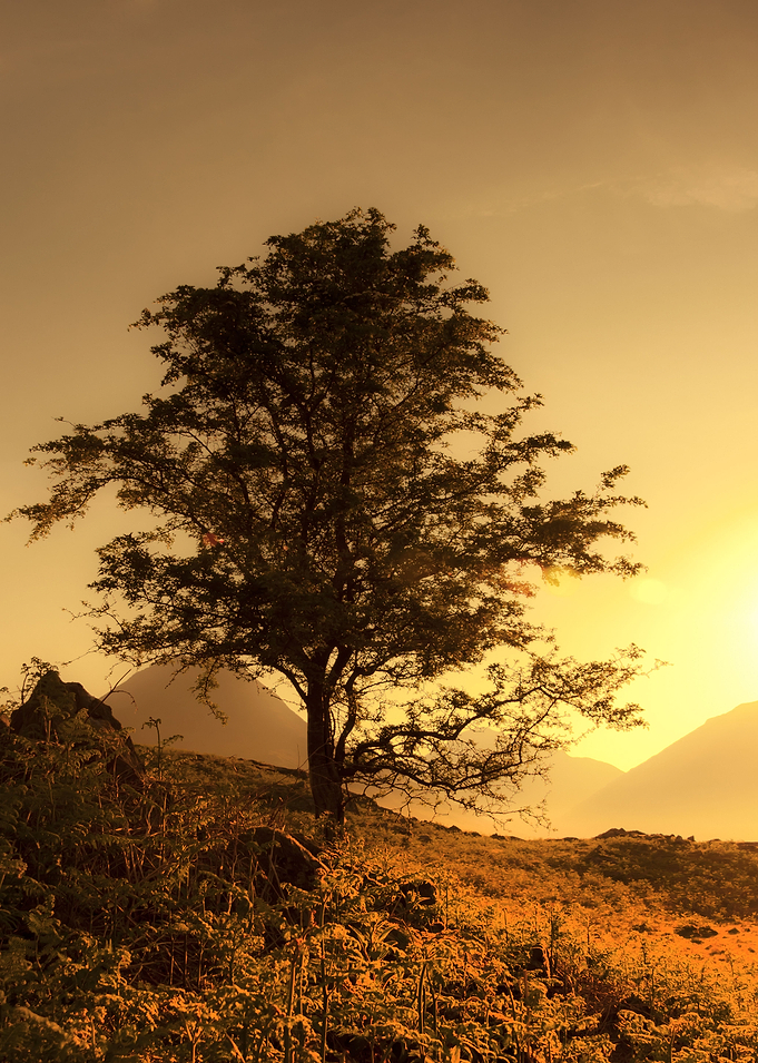 Hill Side Tree