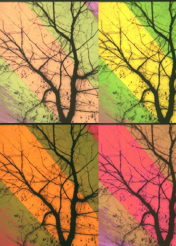 Central Tree Collage Summer
