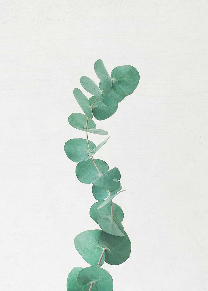 Eucalyptus III