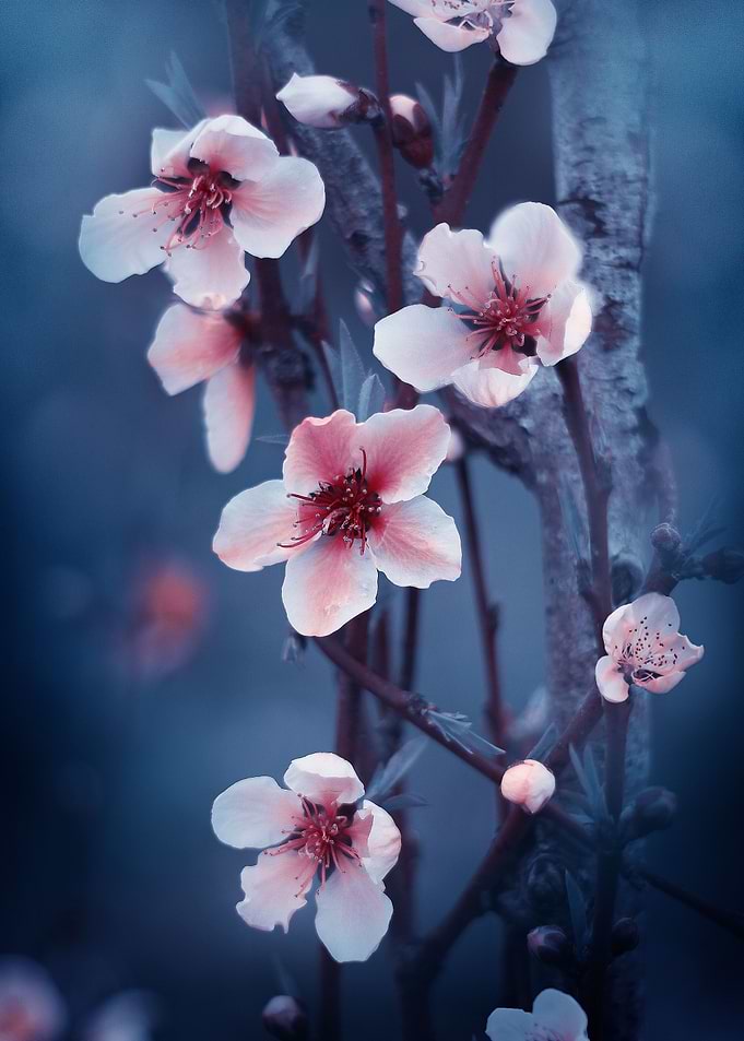pink sakura