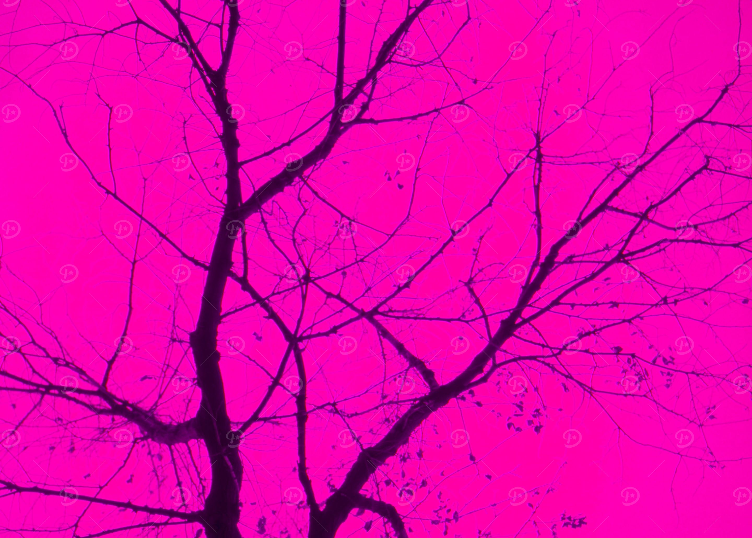 Central Tree Magenta
