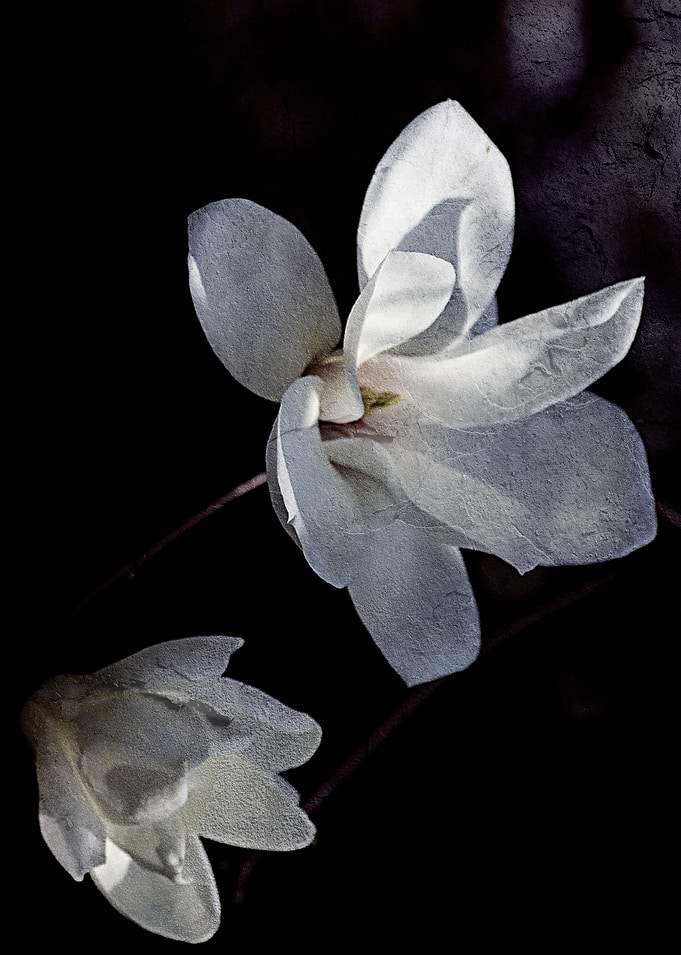 Magnoliaceae
