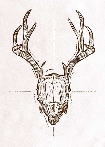 Deer Antlers