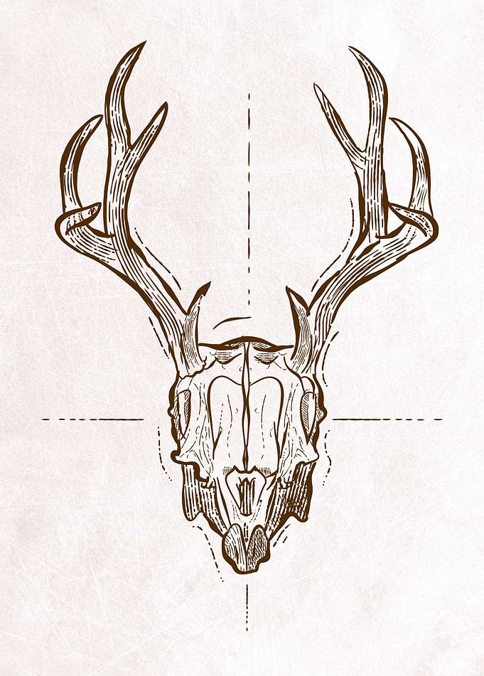 Deer Antlers
