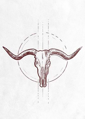 Cow Skull