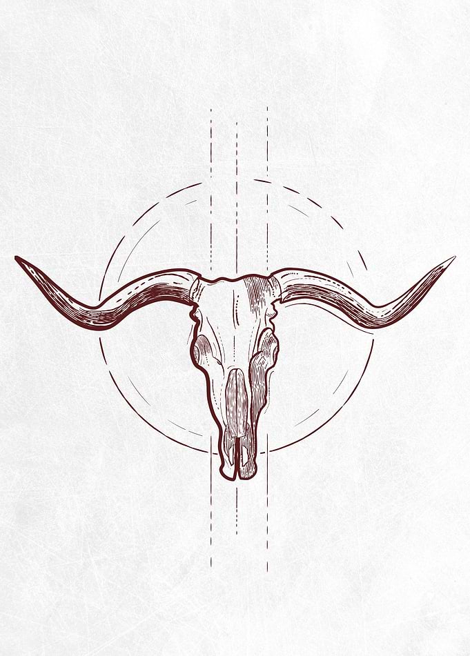 Cow Skull