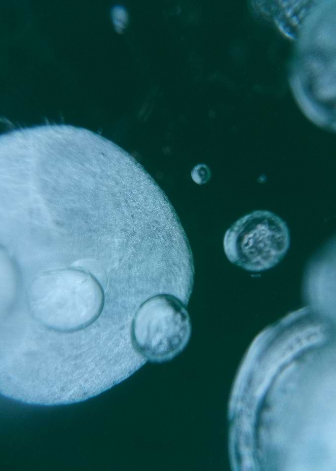 Frozen Bubbles 03