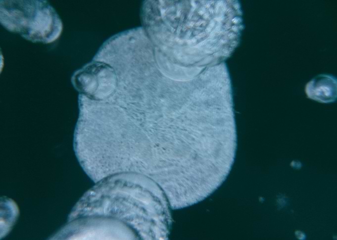 Frozen Bubbles 01