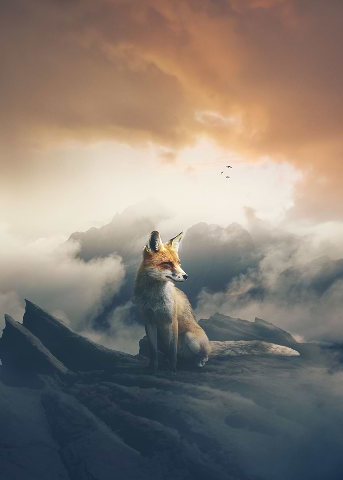 The observer