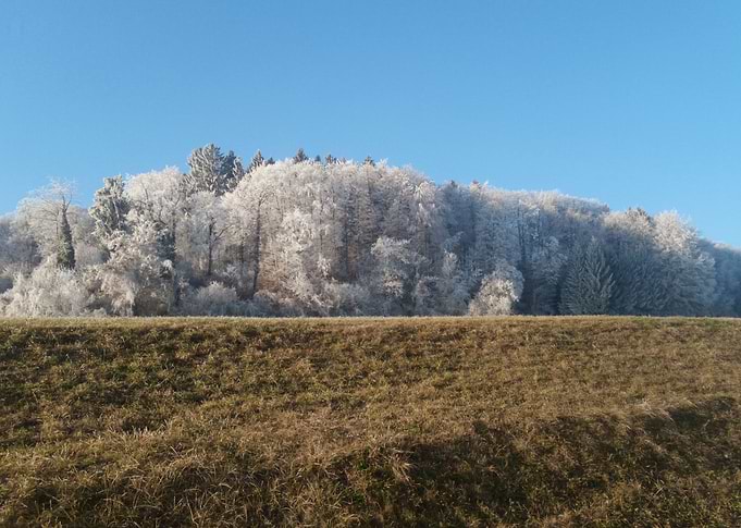 Frozen Trees