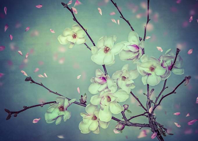 Magnolia Spring