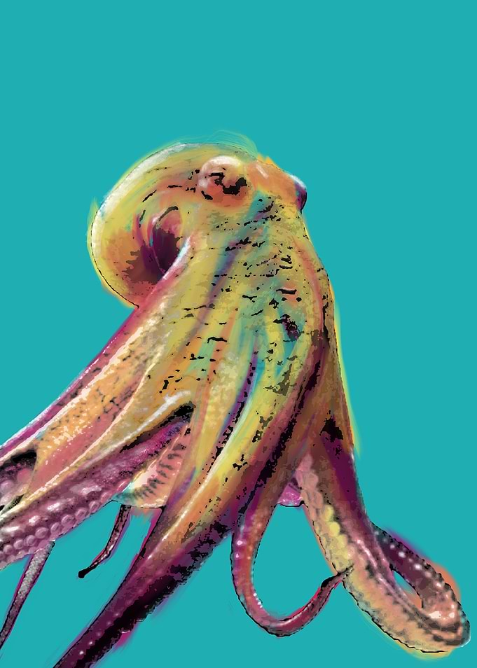 Octopus