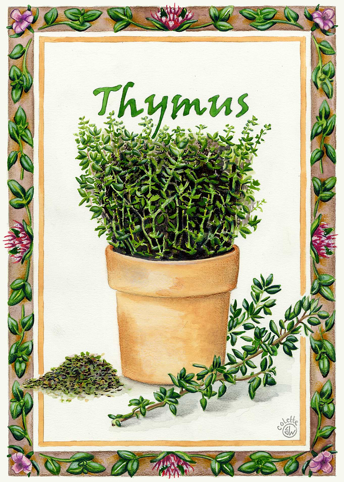 Thymus