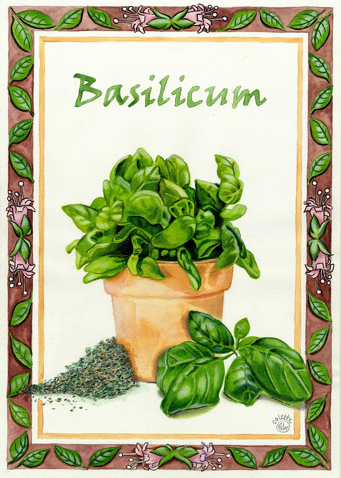 Basilicum