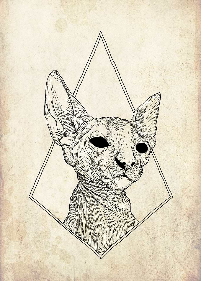 cat