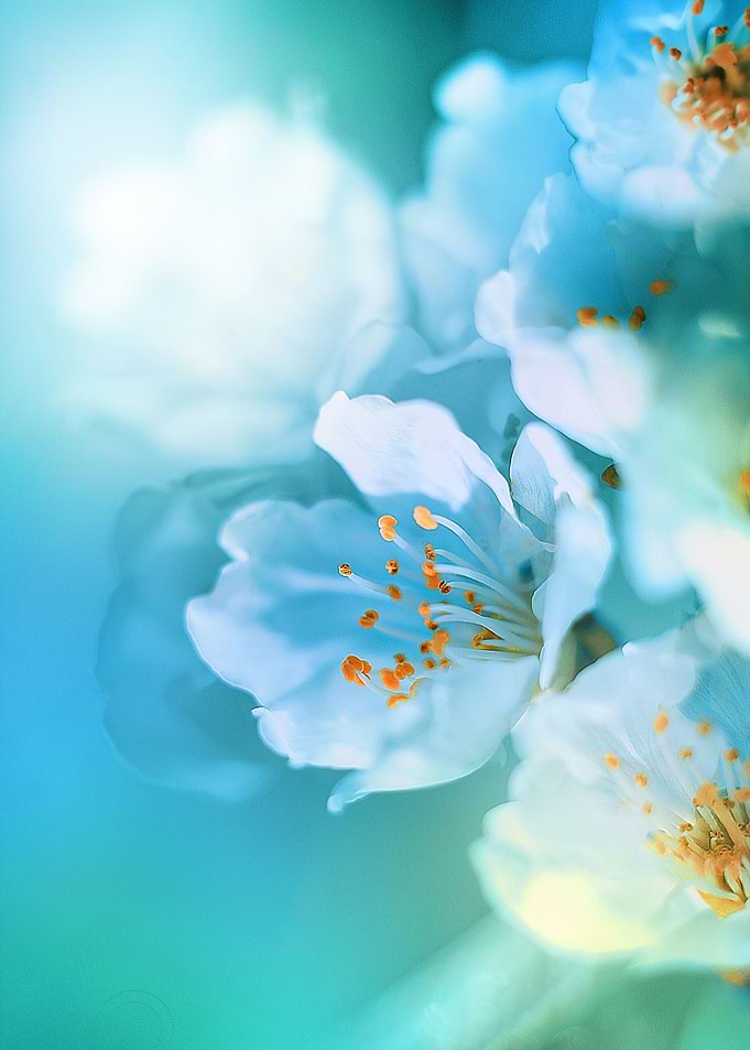 a sun kiss in a sakura